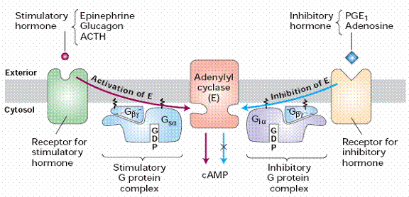 Camp Pathway