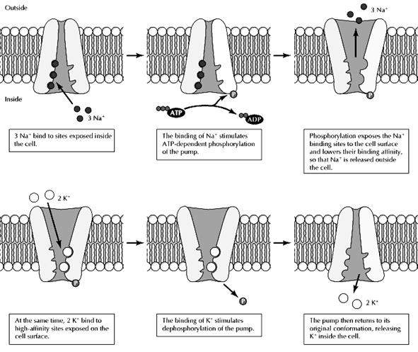 What is a feature of phospholipids?