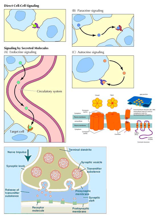 online mathematical models for society and biology