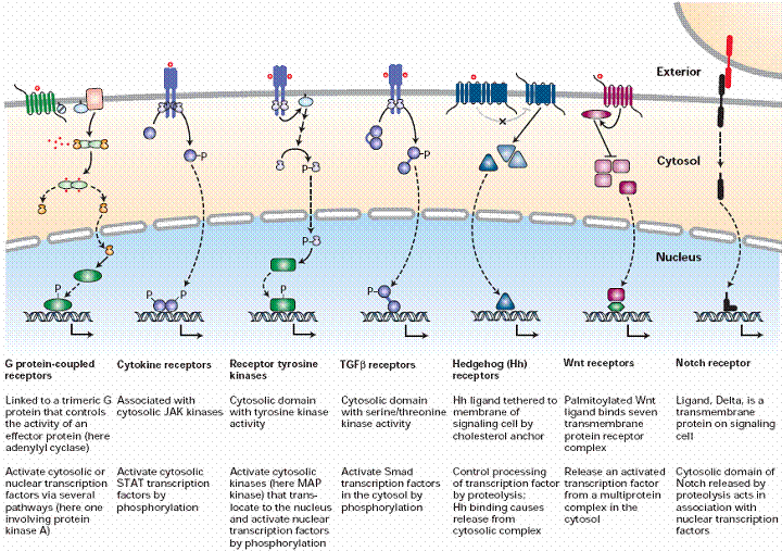 even Major Classes of Cell-Surface Receptors