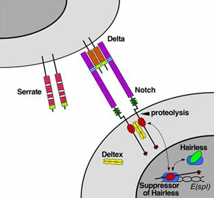 signal pathways signaling pathway cell types cellular transduction gene