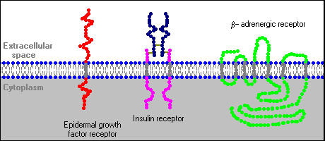 What are non steroid hormones derived from