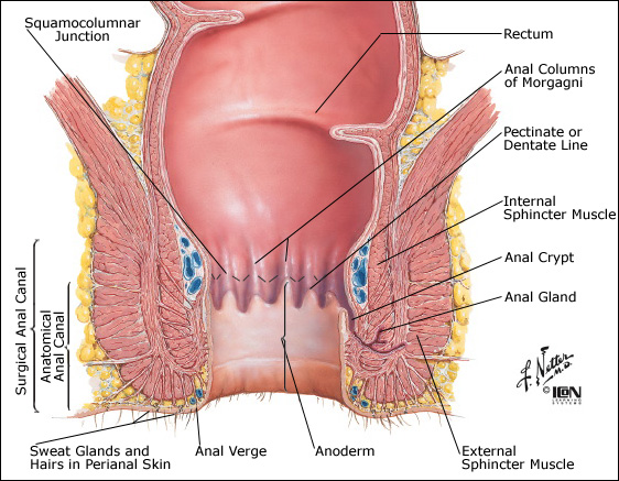 Anal Sphincter Muscles Diagram 24