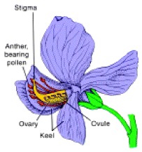 Figure 2-1. A pea flower with the keel cut and opened to expose the reproductive parts.
