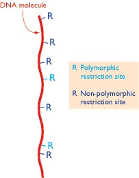 Figure 5.23. Not all restriction sites are polymorphic.