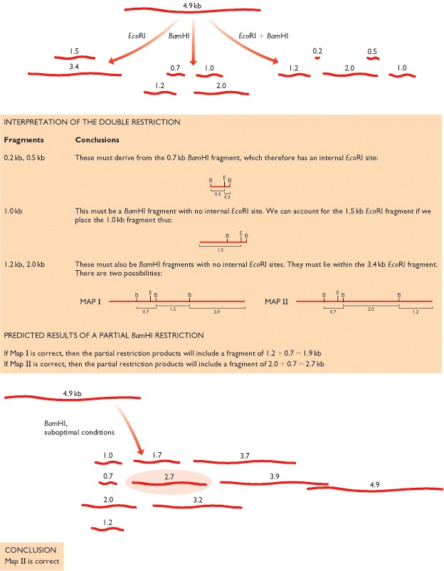 Figure 5.24. Restriction mapping.