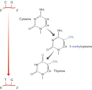 Figure 5.25. The sequence 5′-CG-3′ is rare in human DNA because of methylation of the C, followed by deamination to give T.