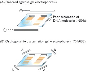 Figure 5.26. Conventional and non-conventional agarose gel electrophoresis.