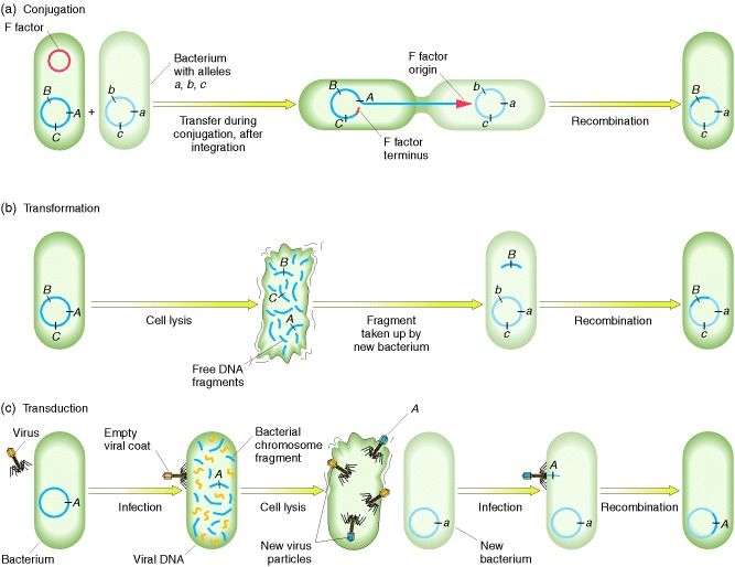 Figure 9-25. Recombination processes in bacteria.