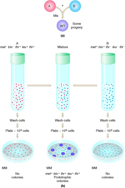 Figure 7-2. Demonstration by Lederberg and Tatum of genetic recombination between bacterial cells.