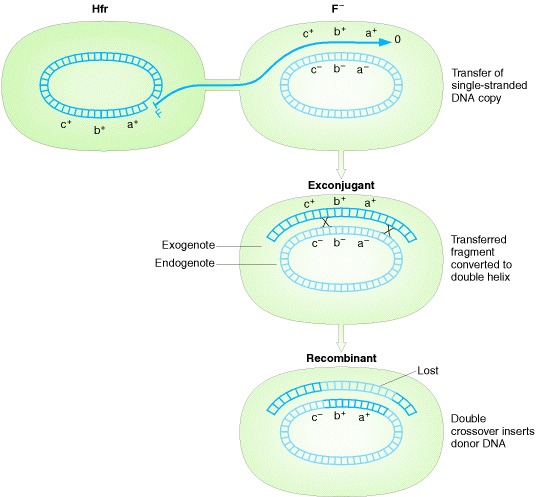 Figure 9-6. Transfer of single-stranded fragment of donor chromosome, and recombination with recipient chromosome.