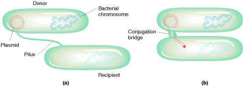 Figure 7-5. (a) During conjugation, the pilus pulls two bacteria together.
