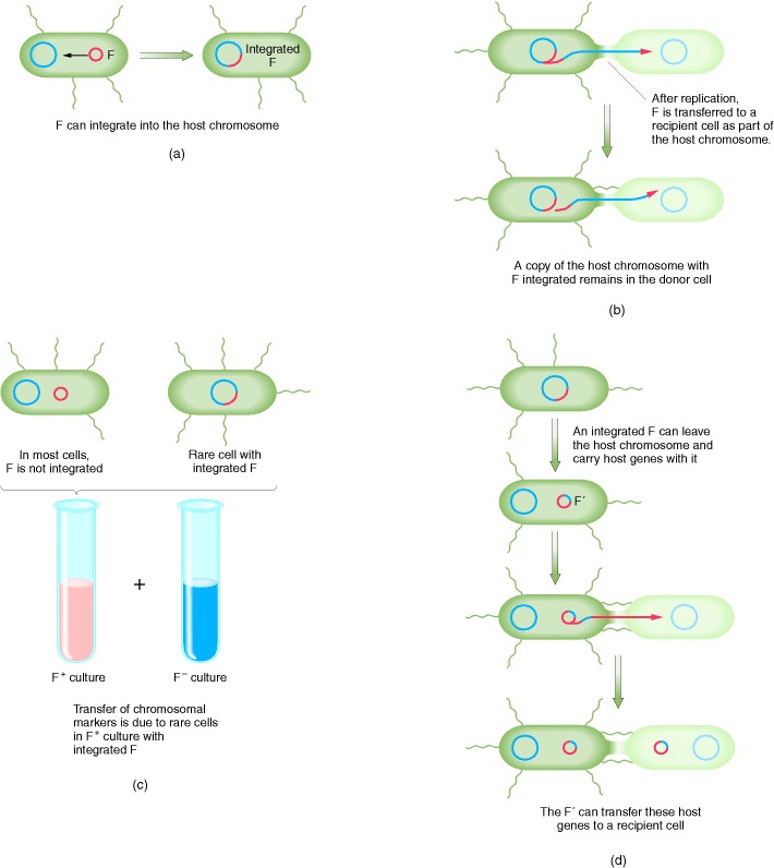 Figure 9-5. The transfer of E.