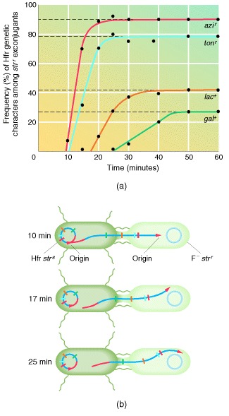 Figure 9-7. Interrupted-mating conjugation experiments with E.