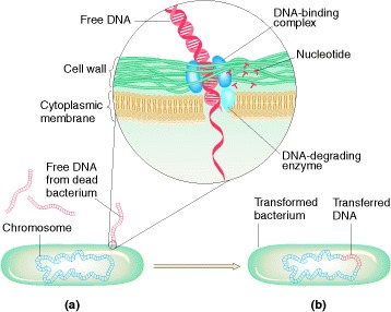 Figure 7-16. Bacterium undergoing transformation (a) picks up free DNA released from a dead bacterial cell.