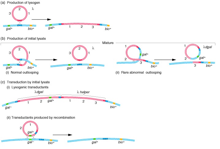 Figure 9-23. Specialized transduction mechanism in phage λ.