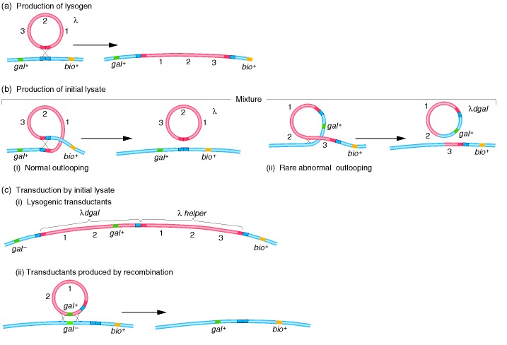 Figure 9-23. Specialized transduction mechanism in phage λ.