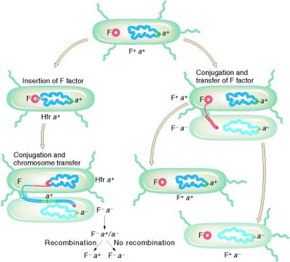 Figure 7-11. Summary of the various events that take place in the conjugational cycle of E.