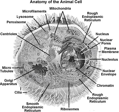 animal cell electron microscope