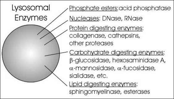 What is the membrane-bound structure that contains digestive enzymes?