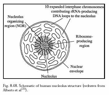 What is the purpose of the nucleolus?