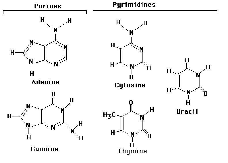 Nucleic Acid Flow Chart