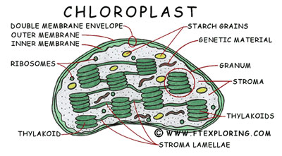 Heart diagram unlabeled