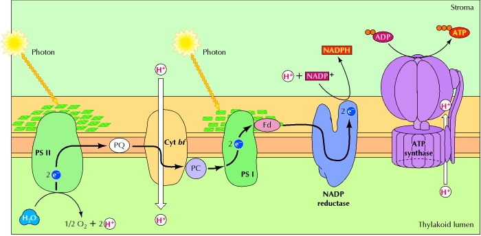 What happens during Photosystem II?