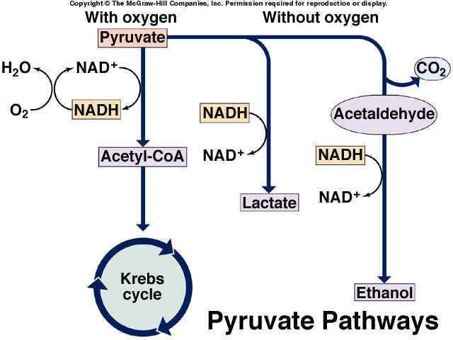 Anaerobic Respiration