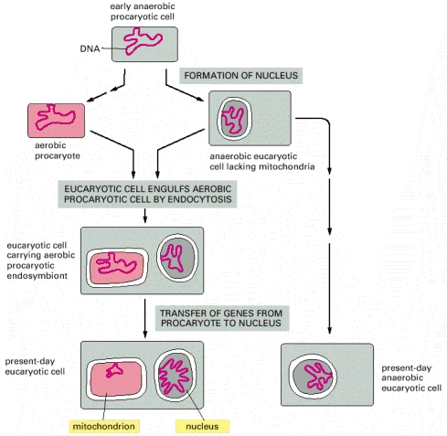 Figure 14-56. A suggested evolutionary pathway for the origin of mitochondria.