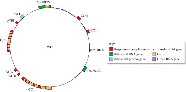 Figure 2.15. The Saccharomyces cerevisiae mitochondrial genome.