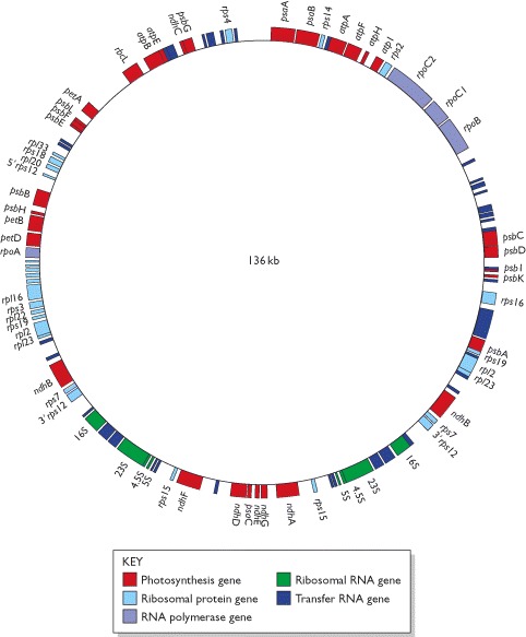 Figure 2.16. The rice chloroplast genome.