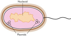 Figure 2.3. Plasmids are small circular DNA molecules that are found inside some prokaryotic cells.